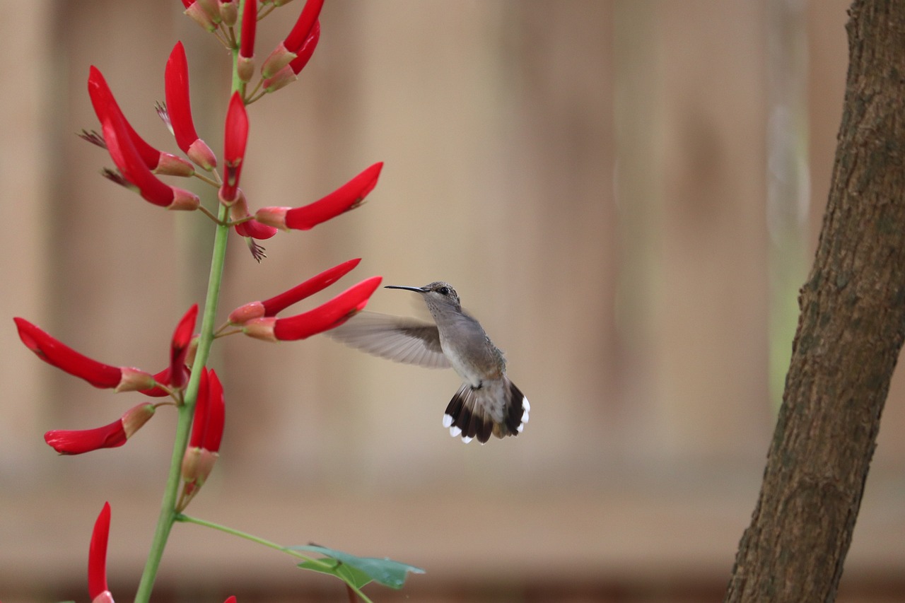 Top 10 Garden Plants for Hummingbird Attraction